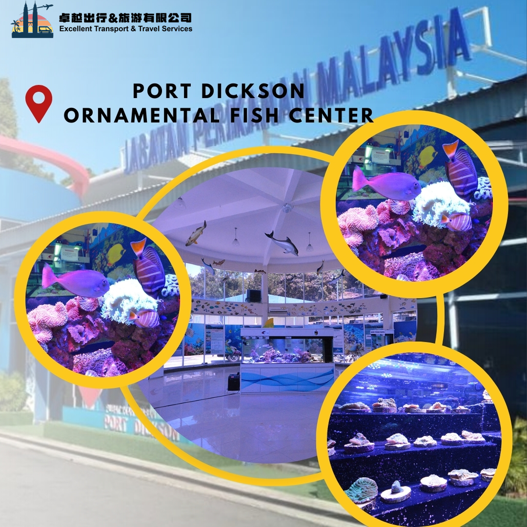 port-dickson-ornamental-fish-center