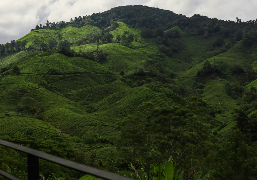 boh-plantation-view