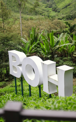 boh-plantation-cameron-highlands