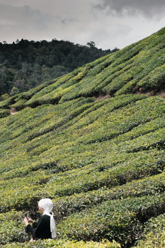tea-garden-cameron-highlands