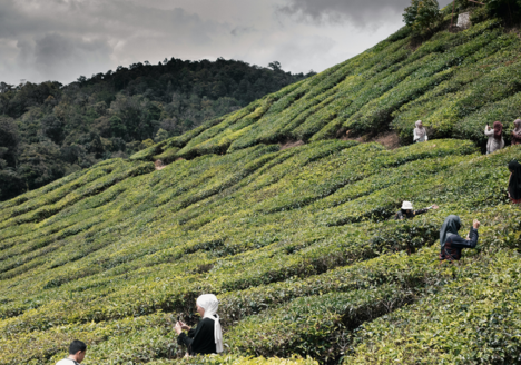 tea-garden-cameron-highlands