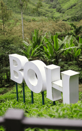 boh-plantation-cameron-highlands