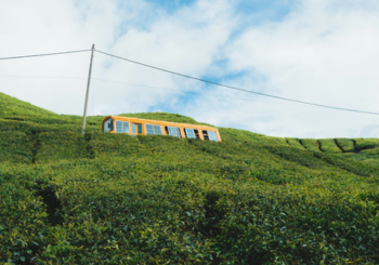 roadside-cameron-highlands