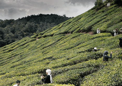tea-garden-cameron-highlands