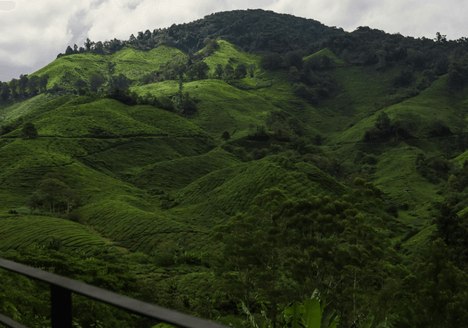 boh-plantation-view