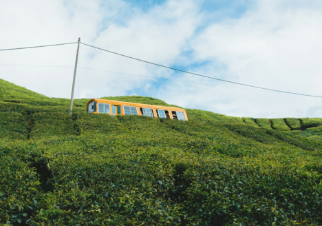 roadside-cameron-highlands