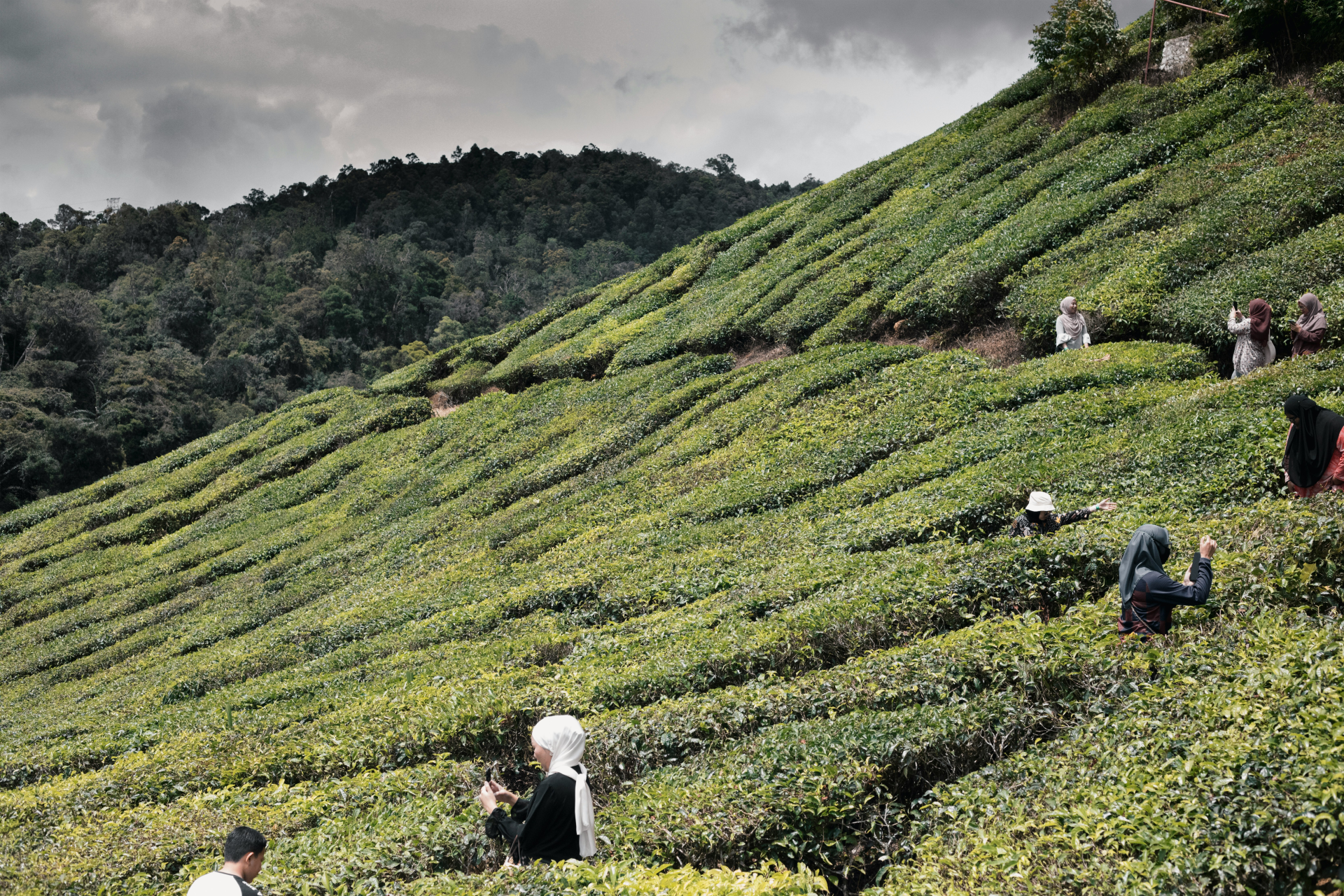 cameron-highlands-excellent-transport-1