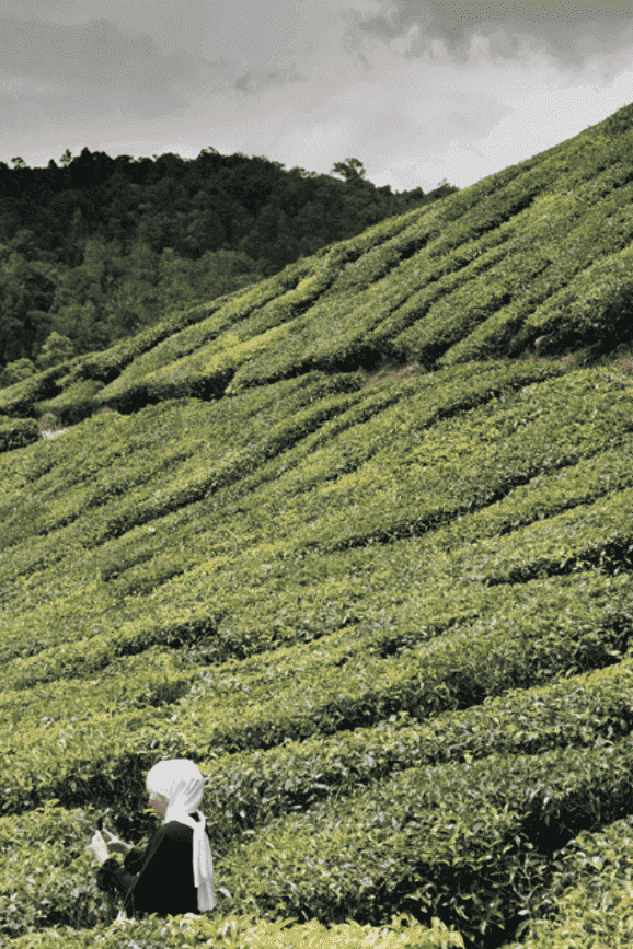 tea-garden-cameron-highlands
