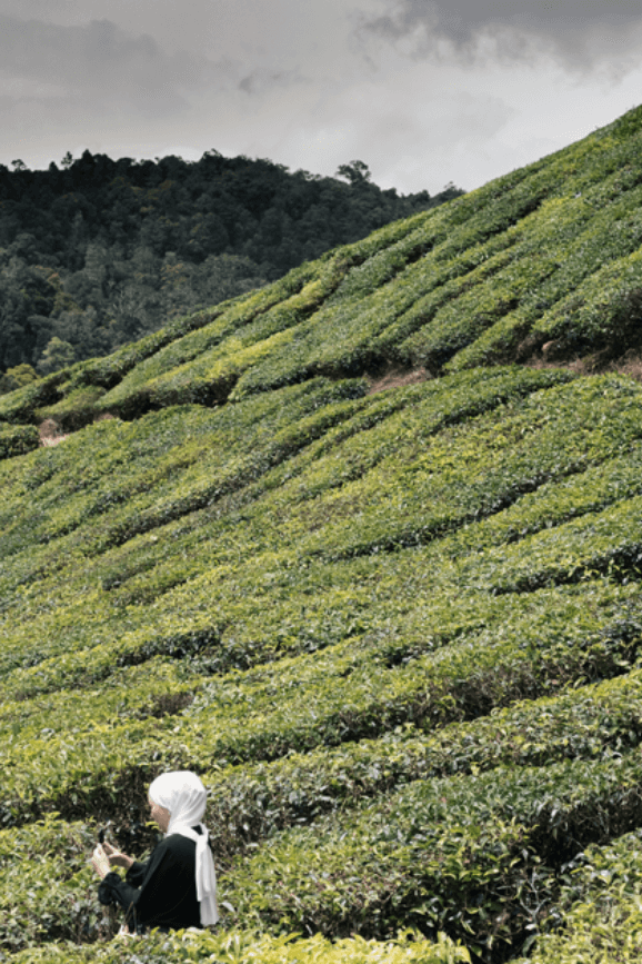tea-garden-cameron-highlands