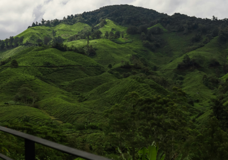 boh-plantation-view