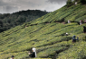 tea-garden-cameron-highlands