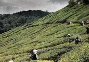tea-garden-cameron-highlands