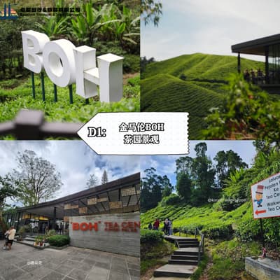 cameron-boh-tea-garden