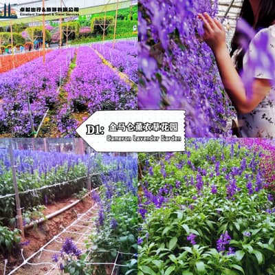 cameron-lavender-garden
