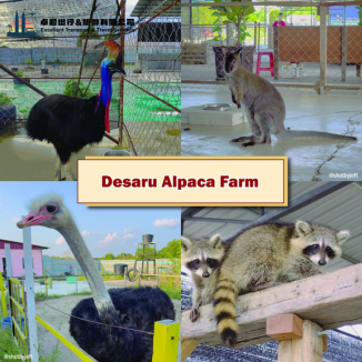 desaru-alpaca-farm