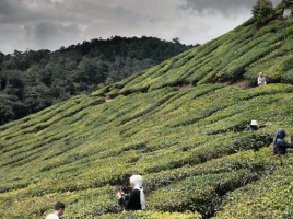 Travel to Cameron Highlands