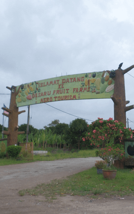 desaru-fruit-farm