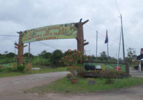 desaru-fruit-farm