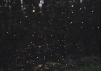 kota-tinggi-firefly-park