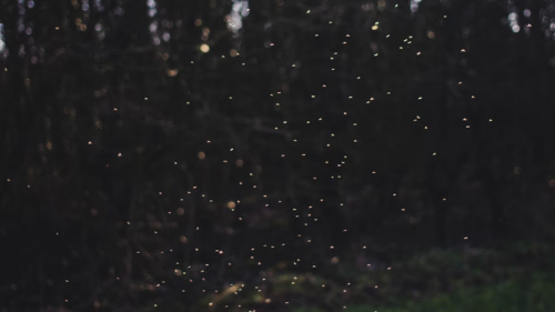 kota-tinggi-firefly-park