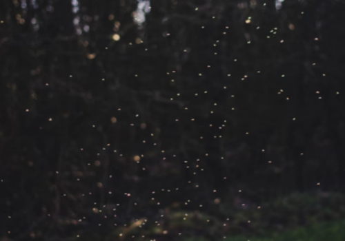 kota-tinggi-firefly-park