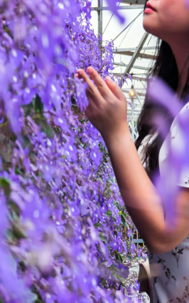 Lavender-Garden-cameron-highlands
