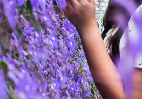 lavender-Garden-cameron-highland