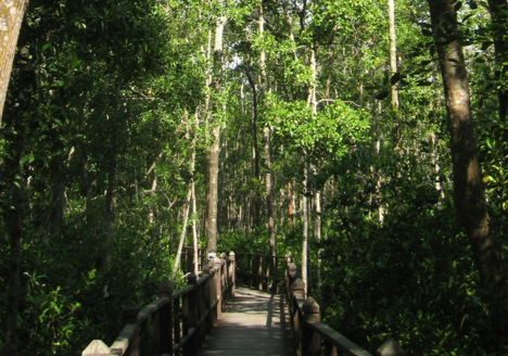 tangjung-piai-view