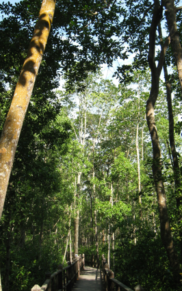 tangjung-piai