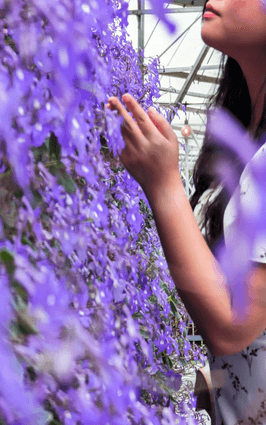 Lavender-Garden-cameron-highlands