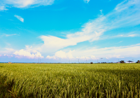 sekinchan-paddy-field