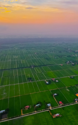 paddy-field