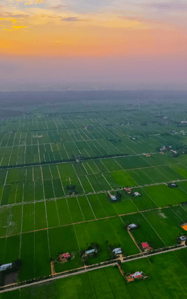 paddy-field