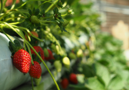 strawberry-farm
