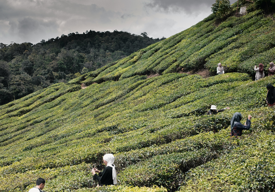tea-garden-cameron-highlands