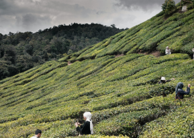 Singapore to Cameron Highlands 3D2N Free Travel Package