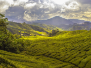cameron-highlands